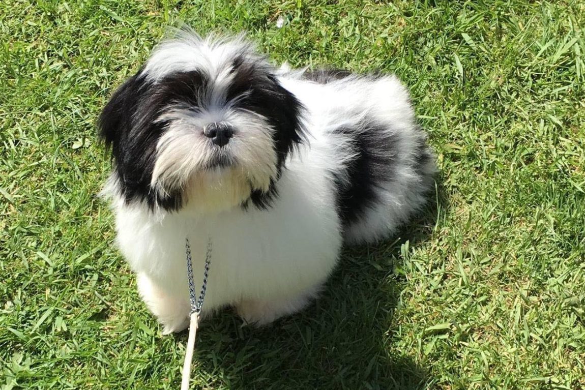 Sebastian-and-Rosetta-winning-the-most-handsome-dog-and-the-prettiest-bitch-classes-1.jpg