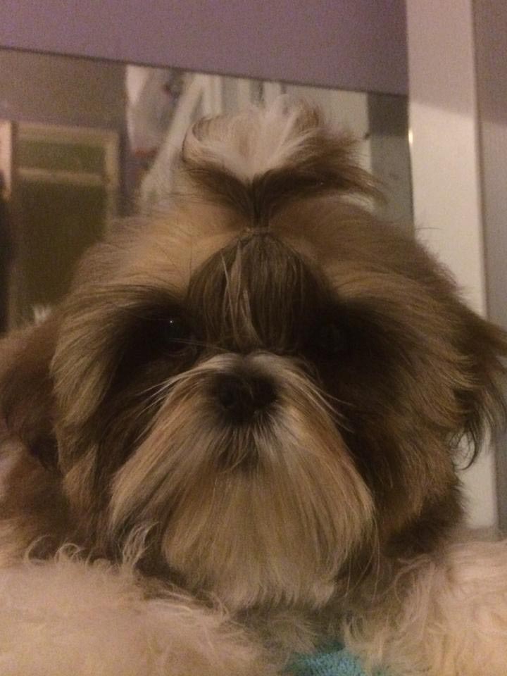Sebastian-and-Rosetta-winning-the-most-handsome-dog-and-the-prettiest-bitch-classes.jpg