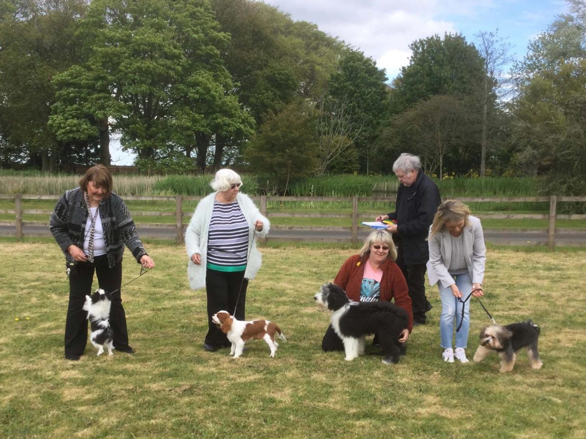 Puppy-walk.jpg