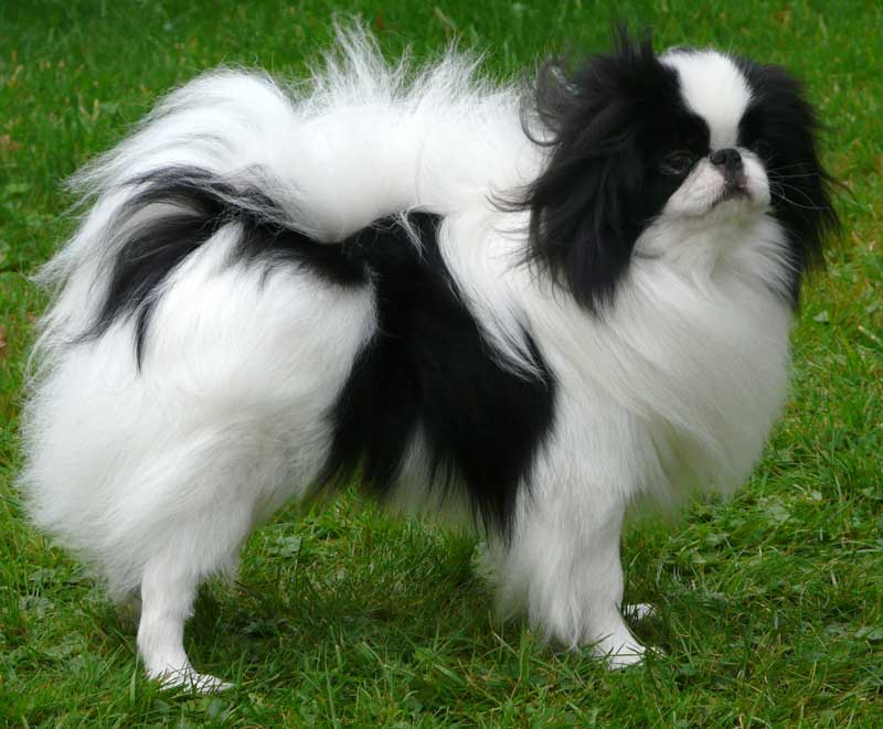 northern japanese chin club