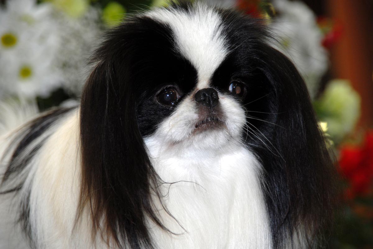 Northern Japanese Chin Club – Promoting 