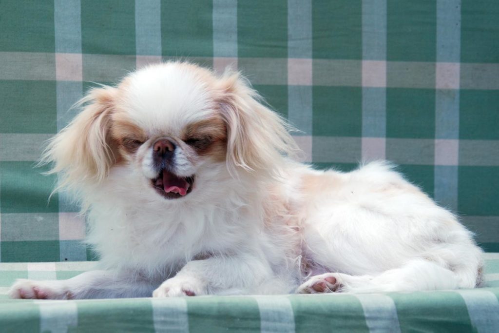 northern japanese chin club