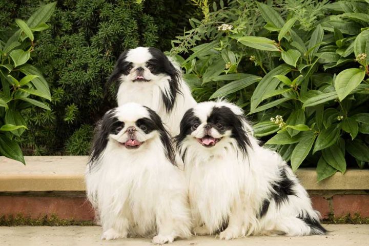 northern japanese chin club