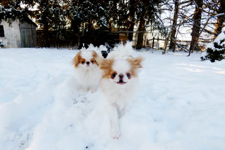 northern japanese chin club
